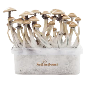 golden teacher grow kit