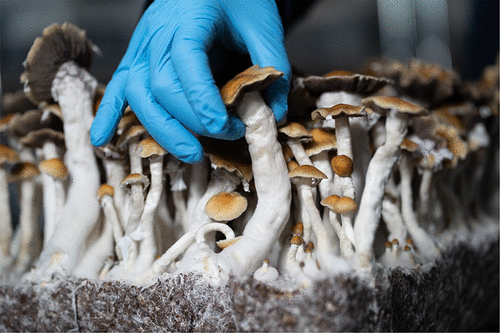 How Long Does It Take to Grow Magic Mushrooms
